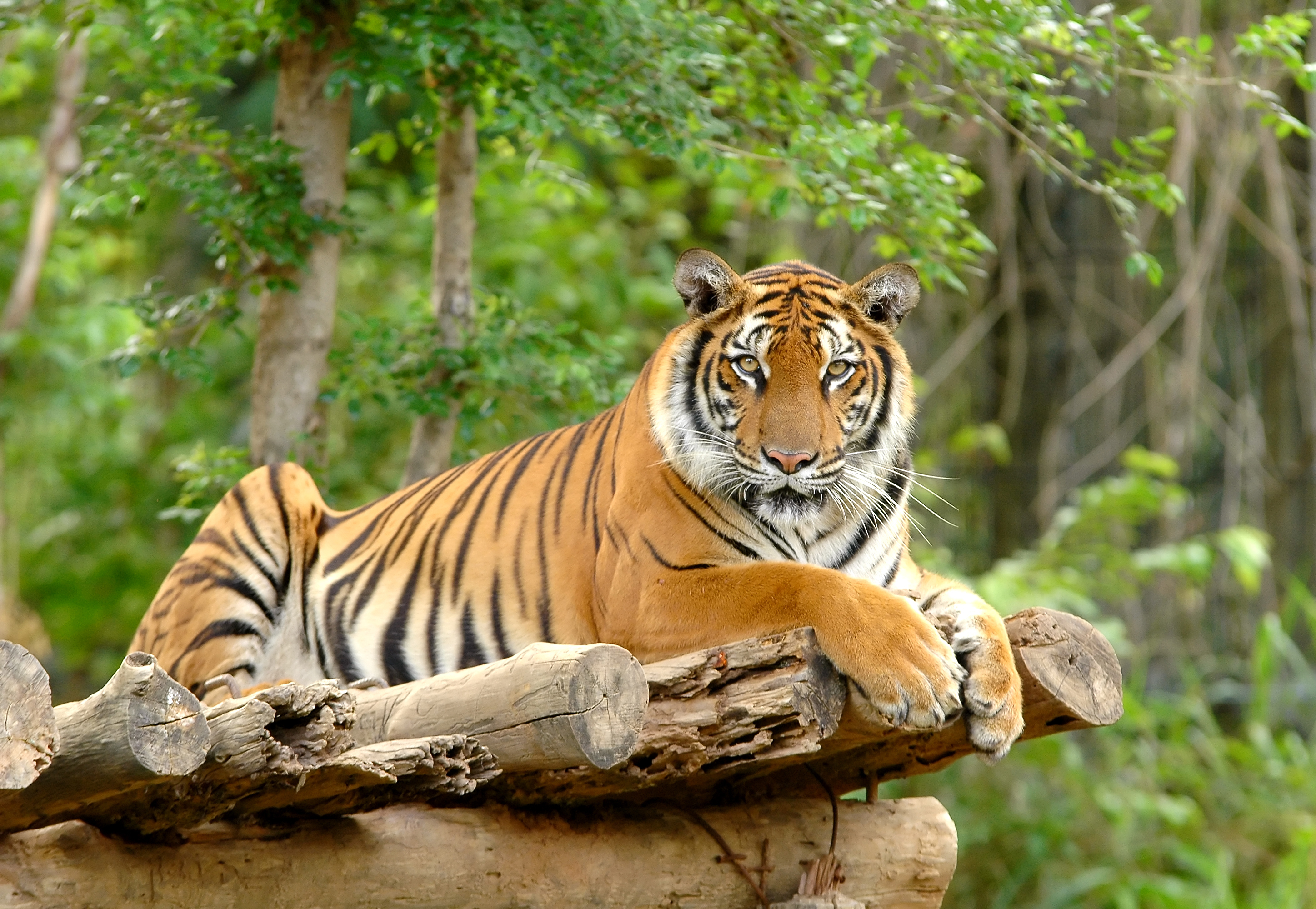 Panna Tiger