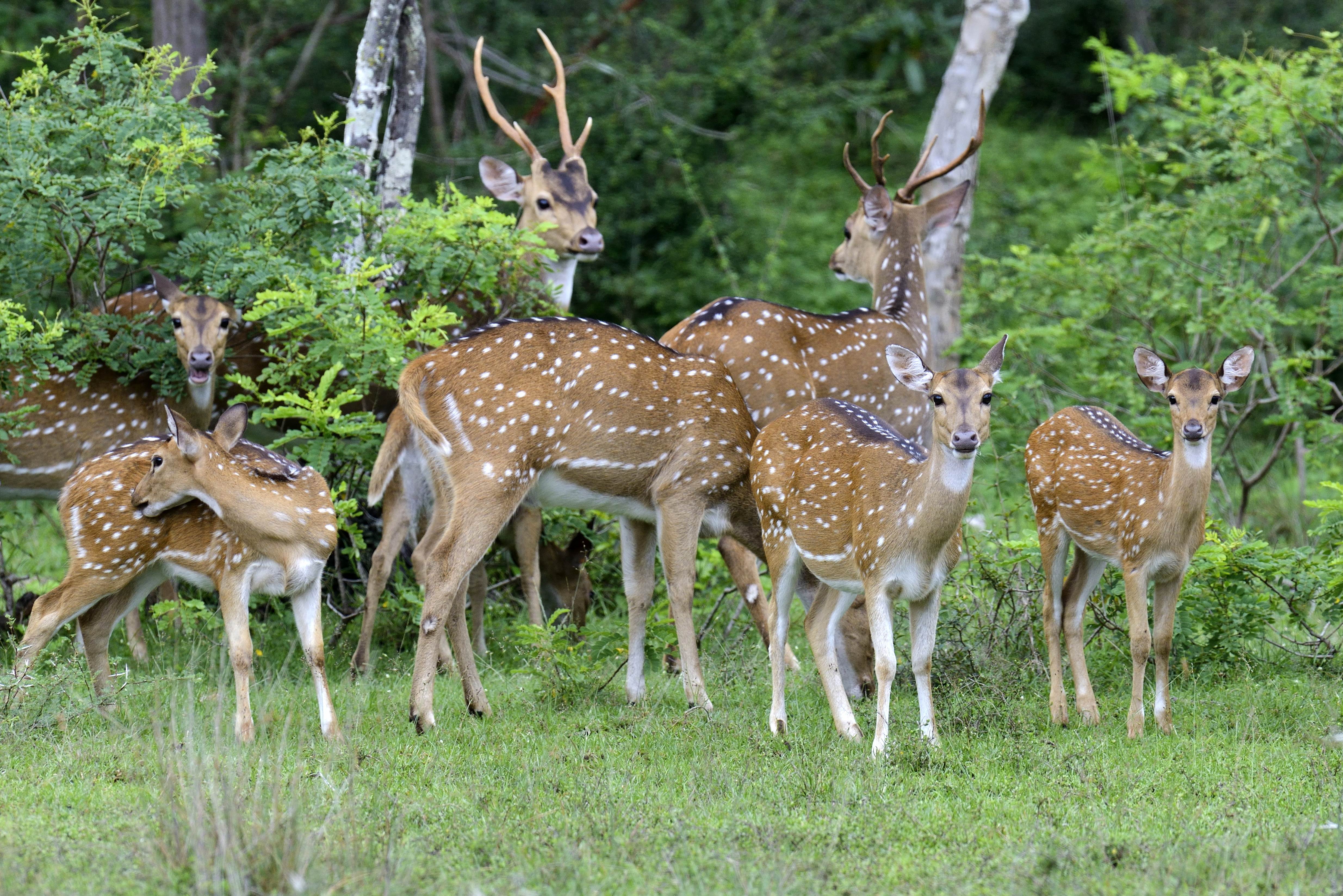 Spotted Deer in Panna National Park