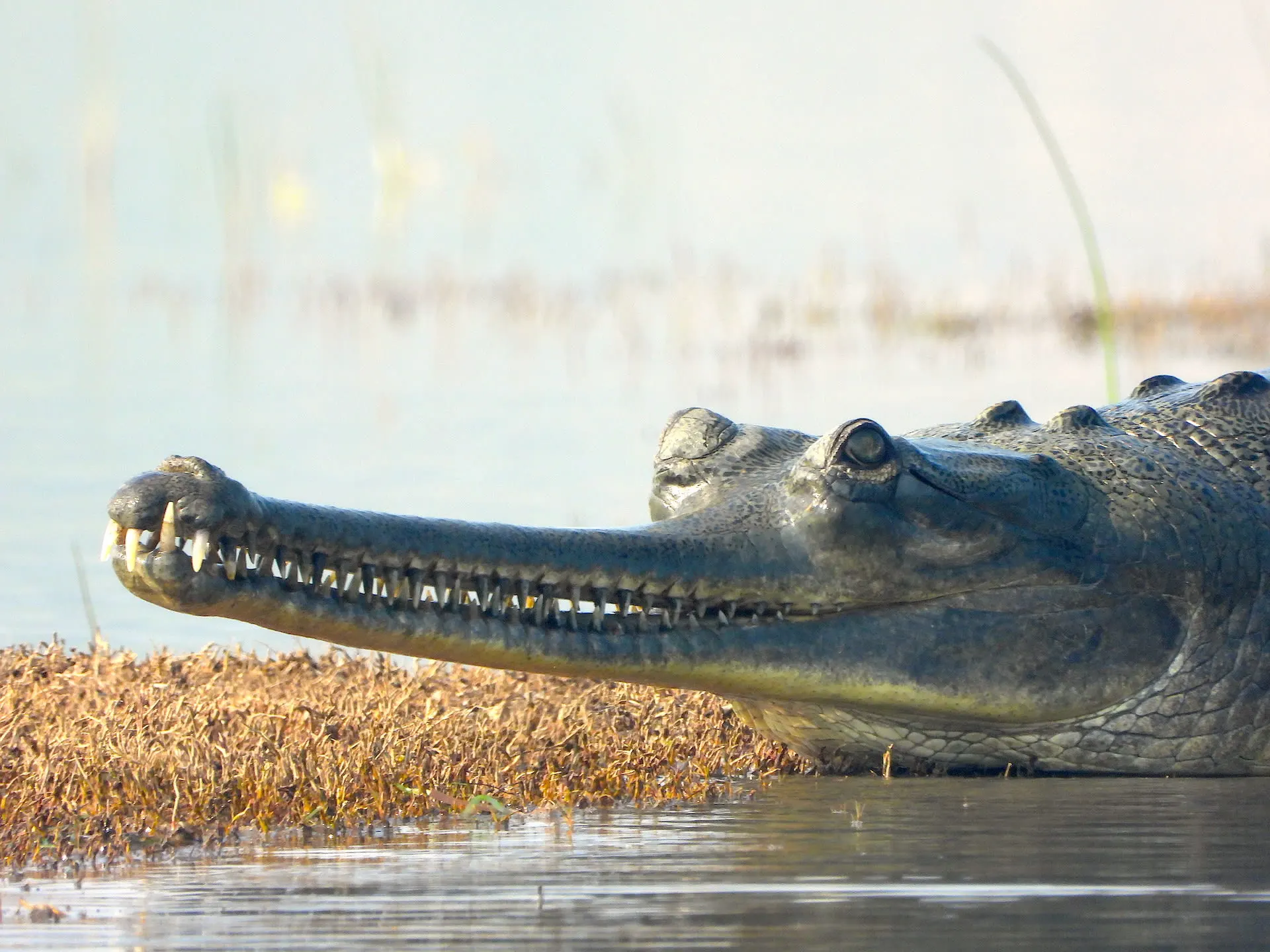 Ken Gharial Sanctuary