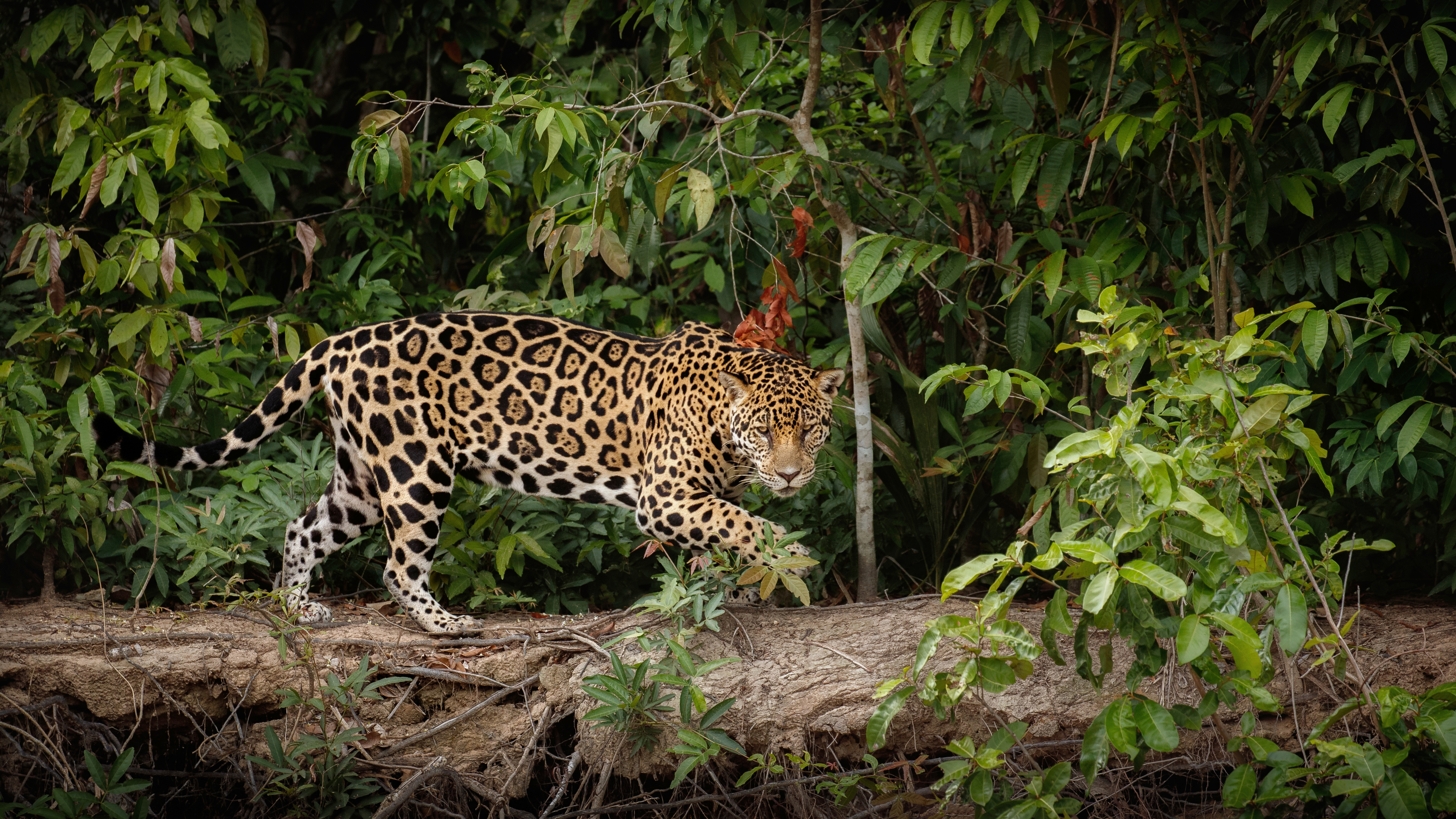 Leopard resting in Panna Tiger Safari
