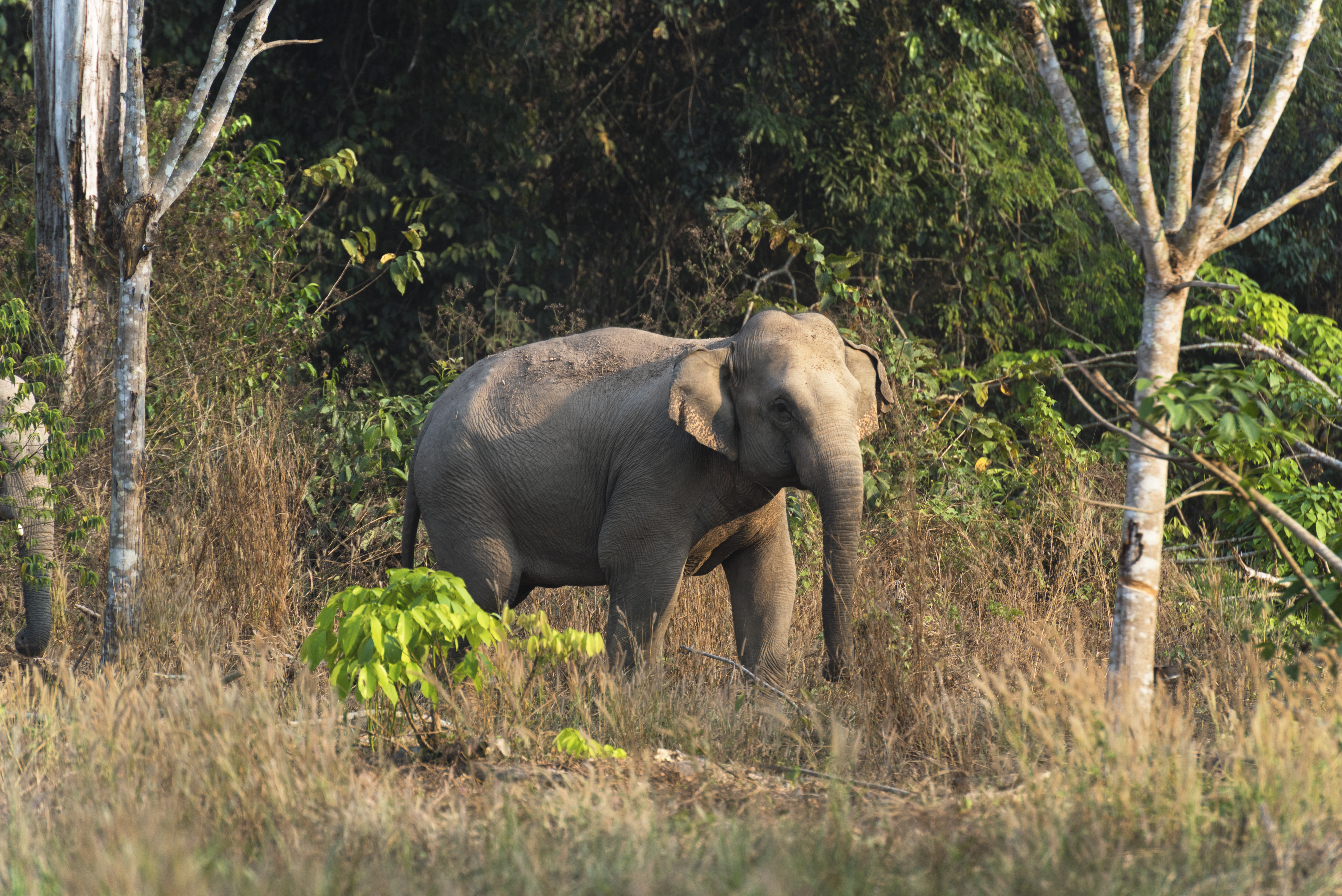 Vatsala Elephant